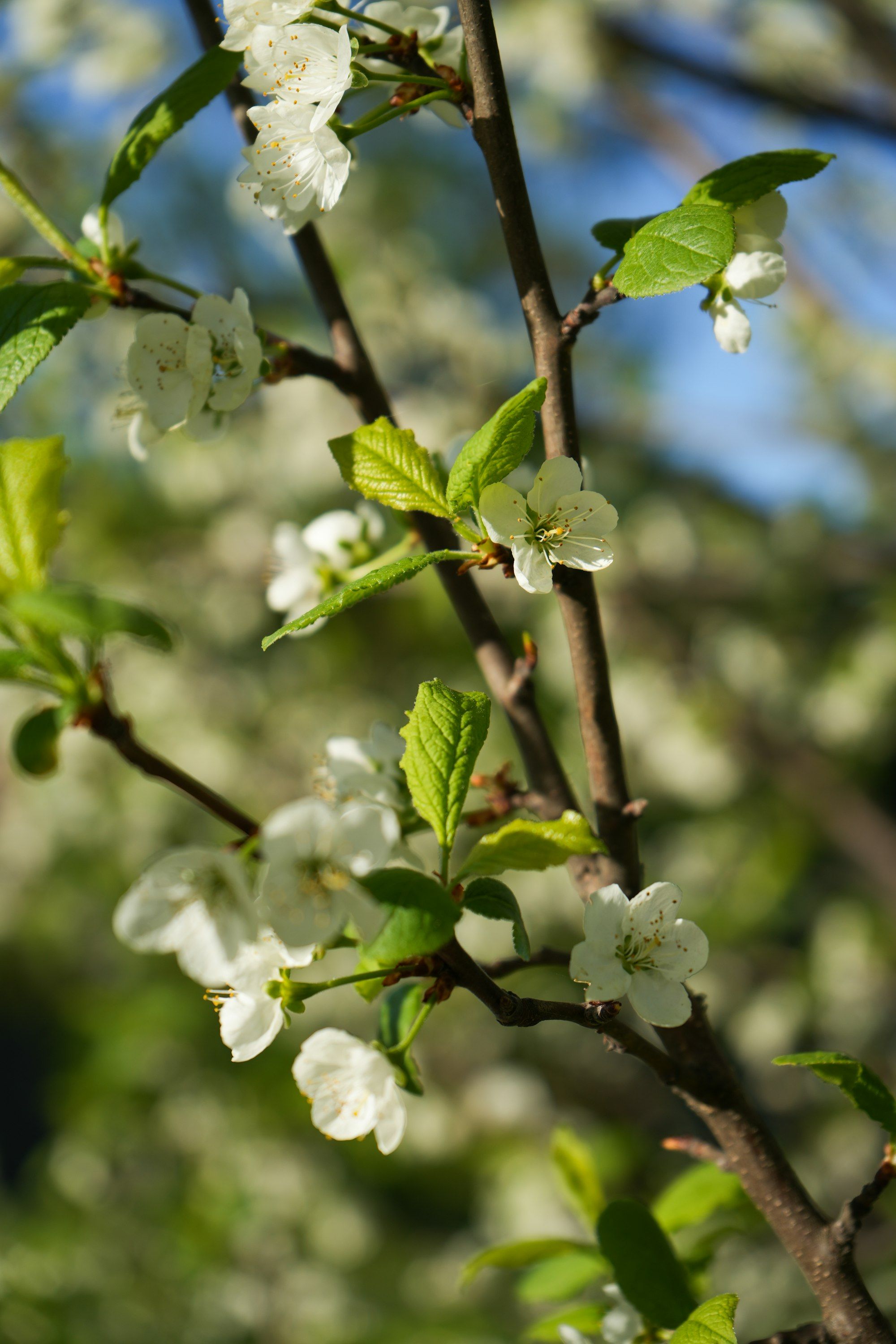 White fruit blossom and fresh green leaves on a thin branch in spring.